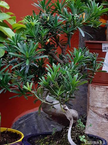 Mpinfante en Hamelin: Flora, N