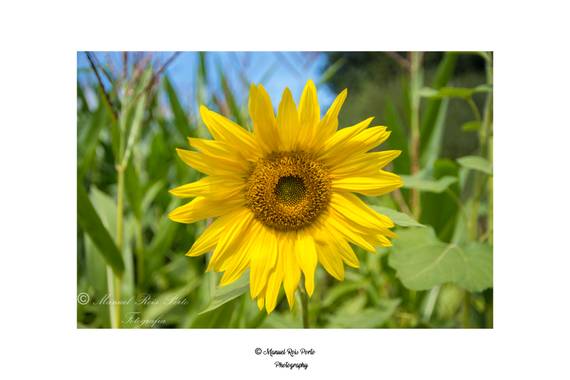 Manuropo39 en Hamelin: Flora  (La Coruña), #Flora21