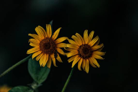 Franciss RNR  en Hamelin: Flora  (Pimampiro), #falsogirasol