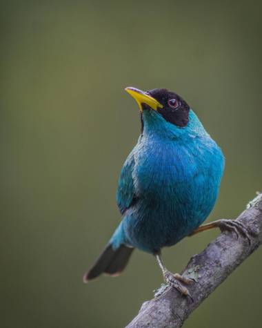 ogaviria.photography en Hamelin: Fauna  (Cali), Chlorophanes spiza (Linnaeus, 1758), Mielero verde #cali #colombia #photography #picoftheday #Aves21 #aves2...