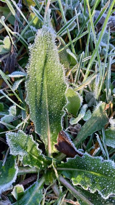 Corina en Hamelin: Flora, #ParquesyJardines #hoja#helada