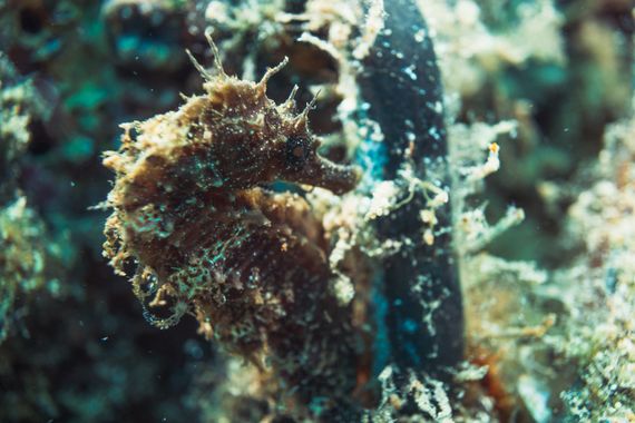 Enrique González en Hamelin: Fauna  (Tossa de Mar), #hippocampus #seahorses #underwater #submarino #catalunya #tossademar #caballitodemar #macro #peligrode...