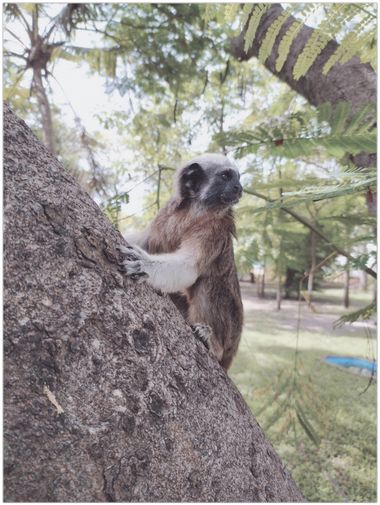 Lilia Bertel en Hamelin: Fauna  (Cartagena), Mono tití cabeciblanco, llamados así por la conmoción de cabello blanco que rodea sus cabezas, característican...