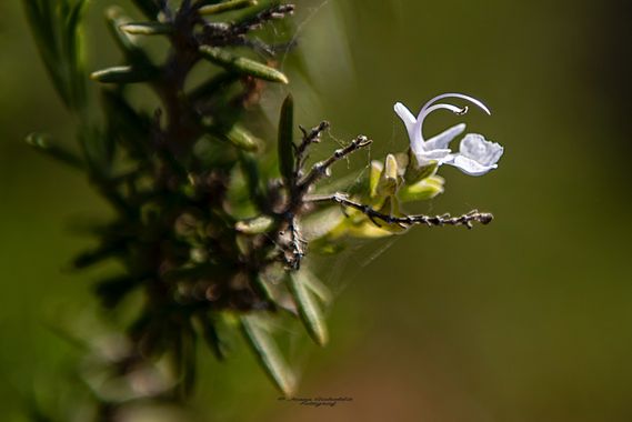 Josep.gabalda en Hamelin: Flora  (Torroella de Montgrí), Rosmarinus officinalis, #apfb