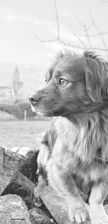 Susanaaaa90 en Hamelin: Paisaje  (Santa Colomba de Somoza), #perro #perromodelo #fotografia #fotocelular #paseos #rabanaldelcamino #blancoynegro 