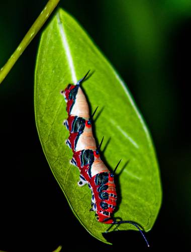 lucass.dosso en Hamelin: Fauna  (Eldorado), #kings_macro #kings_hubs_awards #macroworld #macro #insects #macrophotografy #macrophoto #closeup #macroshots #...