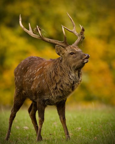 Jozsef Baricz en Hamelin: Fauna, I can smell you! 🦌

#animal #animals #wildlifephotography #wild #wildlife #deer #nature #natural #outdoor #deers #colour...