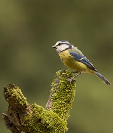 Sara Pérez  en Hamelin: Fauna  (Jaén), Cyanistes caeruleus (Linnaeus, 1758)