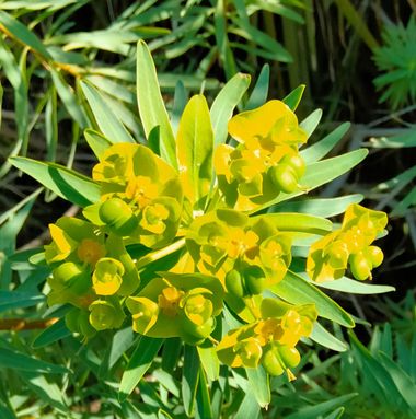 Solerantonio2 en Hamelin: Flora  (Avenida del Mediterráneo), Euphorbia dendroides, Planta
