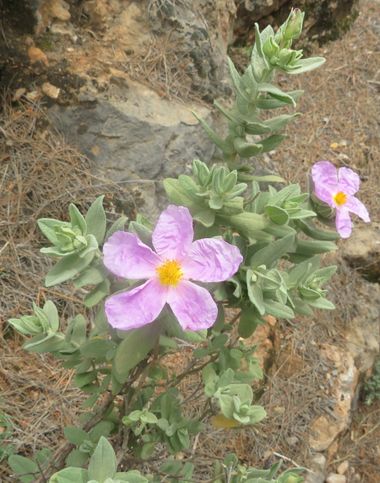 Solerantonio2 en Hamelin: Flora  (Almería), Cistus albidus, Planta