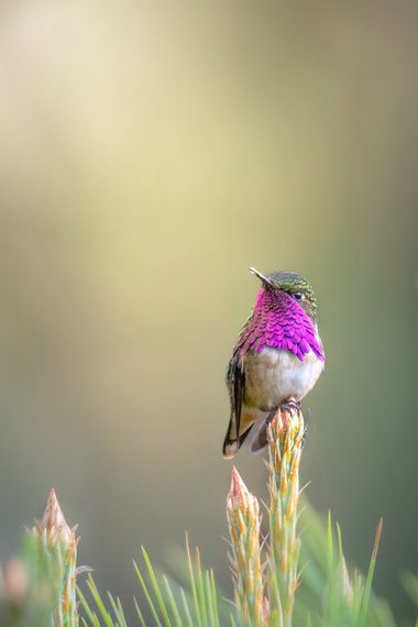 Salomón Guillén  en Hamelin: Fauna, Selasphorus ellioti (Ridgway, 1878), #hamelin #fauna #fauna20 #aves21 #aves #naturaleza #birds #nature #naturelovers #...