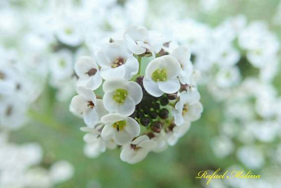 Rafael Molina  en Hamelin: Flora  (Málaga), Lobularia maritima, #invierno20#invierno#lluvia#malaga#parque