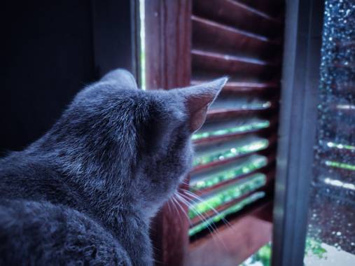 camila.loffreda en Hamelin: Fauna  (Argentina), La lluvia y Mish.
