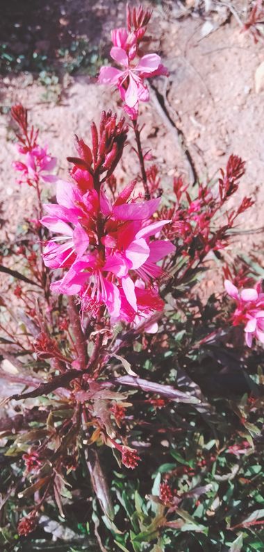 Solerantonio2 en Hamelin: Flora  (Almería), Gaura lindheimeri, Planta