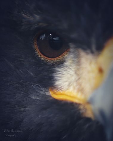 Yatoma66 en Hamelin: Fauna  (Navas del Rey), #rapaces #aves21 #animales#naturaleza