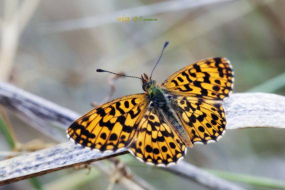 isidorogomez53 en Hamelin: Fauna  (Castellar del Vallès), #apfb 
#insectosdecataluña 
#insectosdeespaña 
