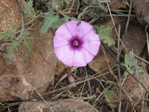 Solerantonio2 en Hamelin: Flora  (Níjar), Convolvulus althaeoides, Planta