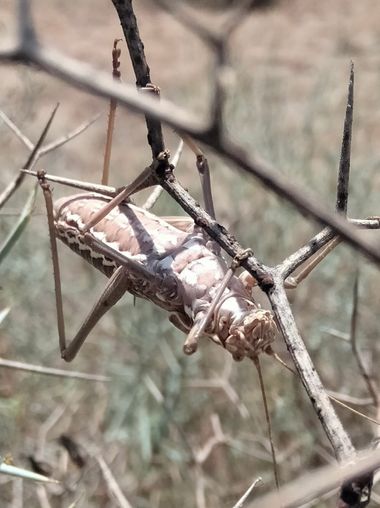 Solerantonio2 en Hamelin: Fauna  (Almeria), Insecto saltamontes