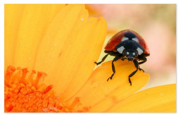 barbanegra707 en Hamelin: Fauna  (l'Hospitalet de Llobregat), #mariquita 