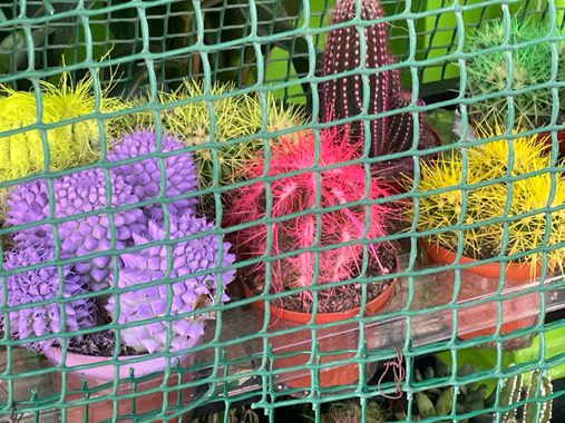 Naiete_correia en Hamelin: Flora  (Avinguda del Regne de València), #cactus 