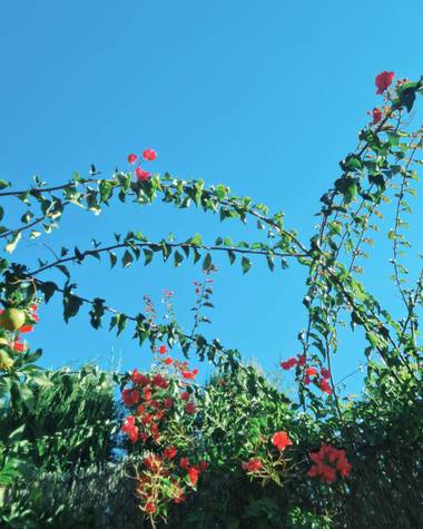 Leonor Sol en Hamelin: Flora  (Murcia), En Murcia brilla el sol bien alto! 🌞