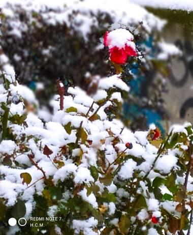 Héctor CM en Hamelin: Flora  (Fuenlabrada), Un poco de #color en #Invierno20