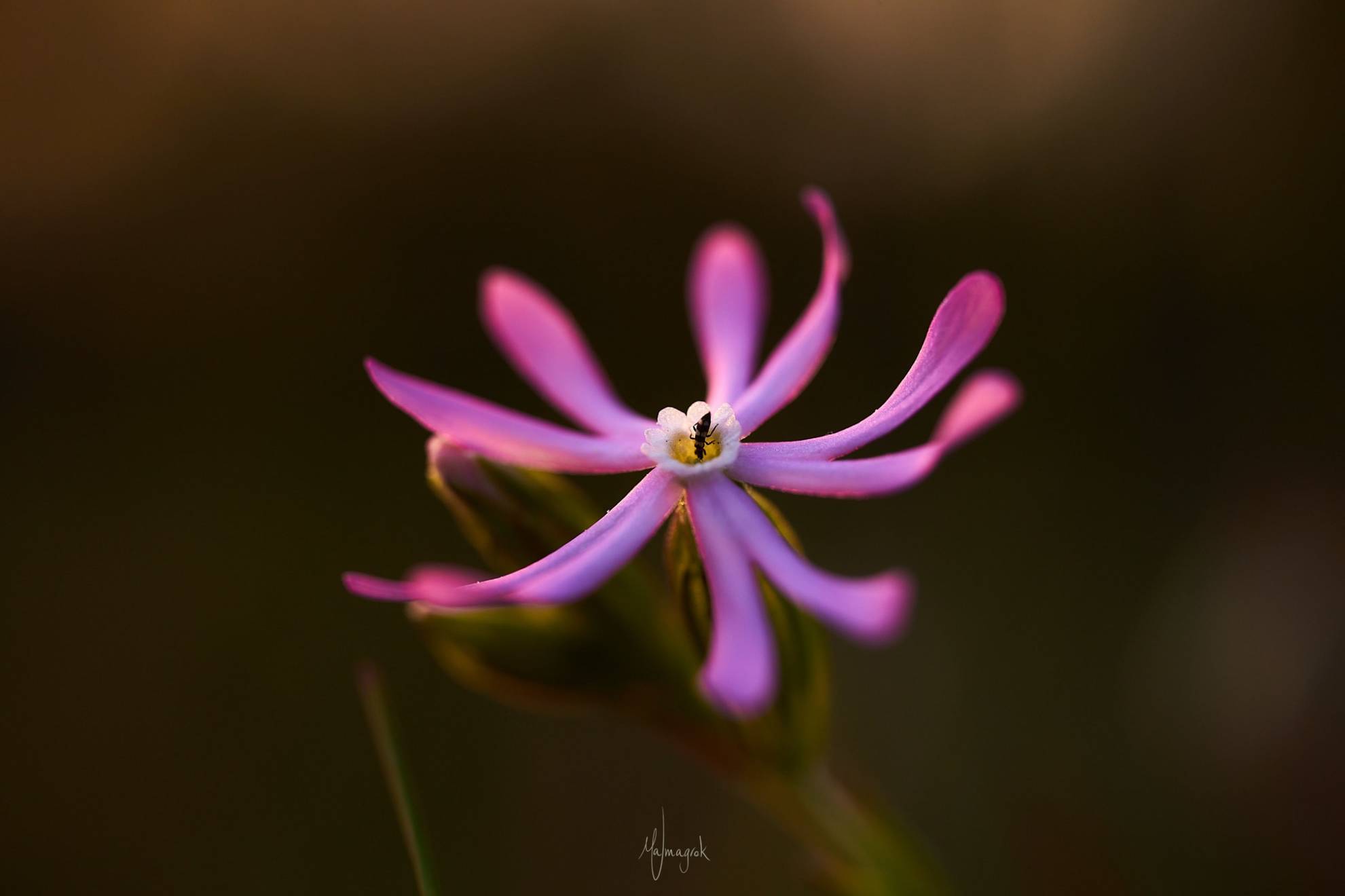 *Silene scabriflora*