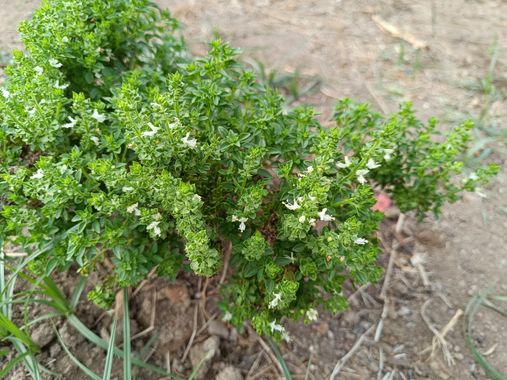fernandezboix en Hamelin: Flora, #plantas 