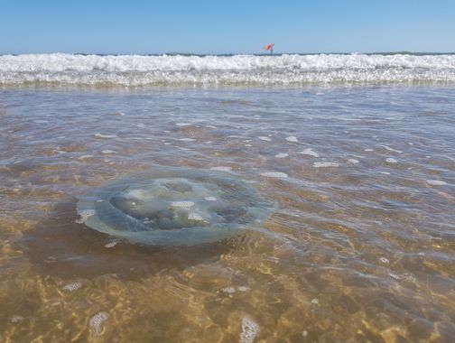 Javi Baron  en Hamelin: Fauna  (Isla Cristina), #medusa en la playa de Isla Cristina, en Huelva. #invertebrados 
