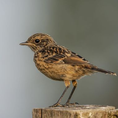 Aitor_gil en Hamelin: Fauna  (Suances), Saxicola rubicola (Linnaeus, 1766), La tarabilla europea cría en los brezales, dunas costeras y pastizales ásperos ...