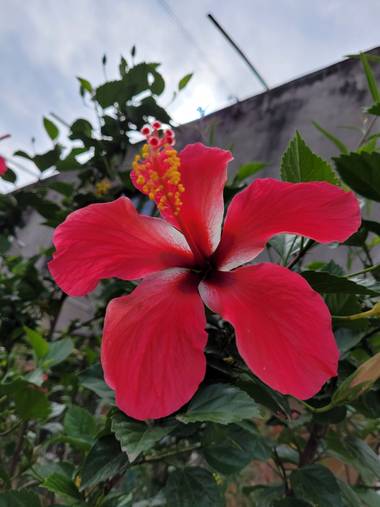 jclaurevalencia en Hamelin: Flora  (Bermejo), Hibiscus rosa-sinensis, -