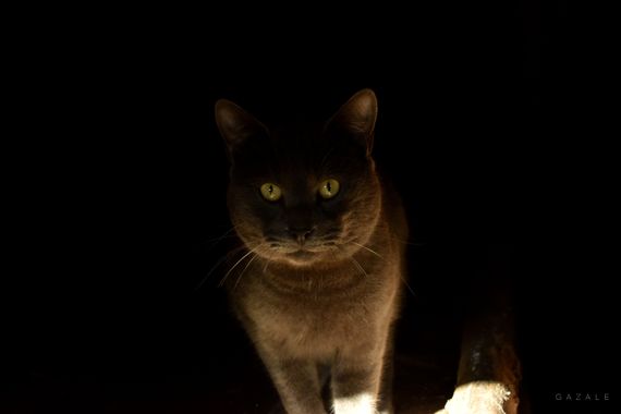 photographsolivia.gazale en Hamelin: Fauna  (Chile), Siempre habrá una luz ..en medio de la oscuridad