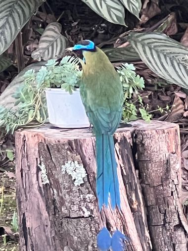 claudiasanchez62 en Hamelin: Fauna  (Antioquia), #pajaros #barranquero ñ