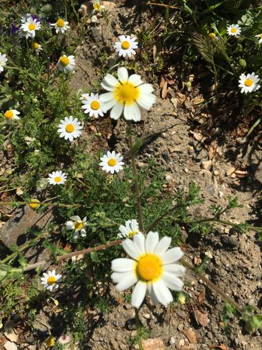 auricahk en Hamelin: Flora, Costa Del Sol 