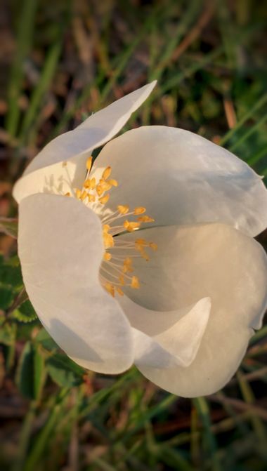 Mpinfante en Hamelin: Flora 