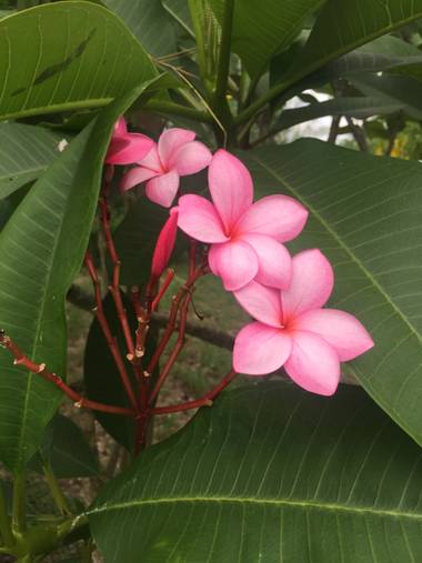 mauricioverbel28 en Hamelin: Flora  (Corozal), Plumeria rubra, #concursofotografia 