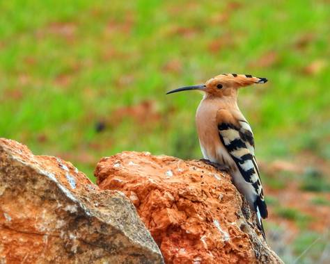 Rafaelcastillo59 en Hamelin: Fauna  (Povedilla), Upupa epops Linnaeus, 1758, Abubilla, Cortijo Pretel, Povedilla (Albacete)
#birds #aves 