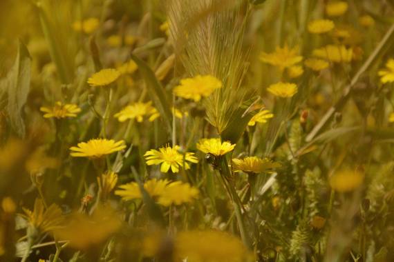 Nurialopezfotografia en Hamelin: Flora  (Alhendín), #flora21 