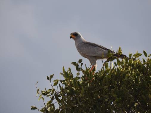 olaya96fg en Hamelin: Fauna  (Nairobi), Melierax metabates Heuglin, 1861, #Aves21