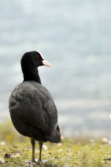 Eritz.cortazar en Hamelin: Fauna  (Kaukarraka Bidea), Fulica atra Linnaeus, 1758, Focha común

Son aves palustres, que nadan bien pero tienen un vuelo pesa...