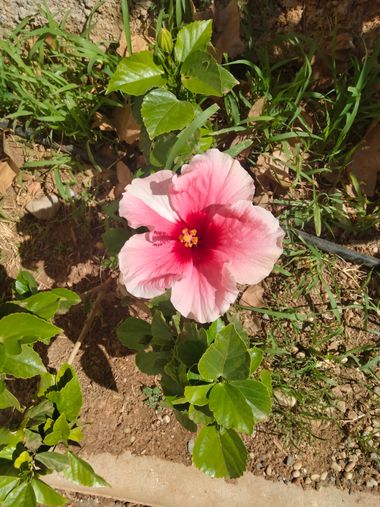 Solerantonio2 en Hamelin: Flora  (Huércal de Almería), Hibiscus rosa-sinensis, Planta