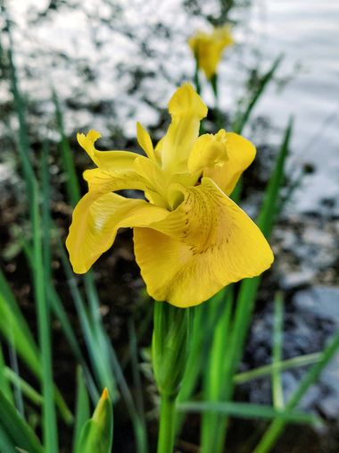Mpinfante en Hamelin: Flora, Iris pseudacorus