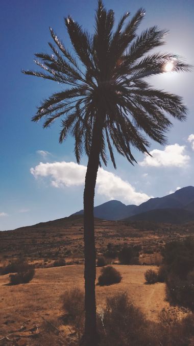 Solerantonio2 en Hamelin: Flora  (Níjar), Phoenix dactylifera, Palmera