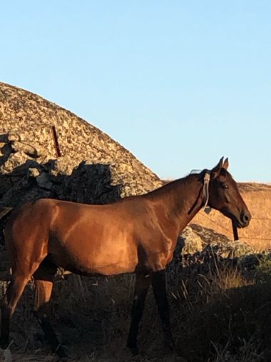 Info en Hamelin: Fauna, Caballos en extremadura 