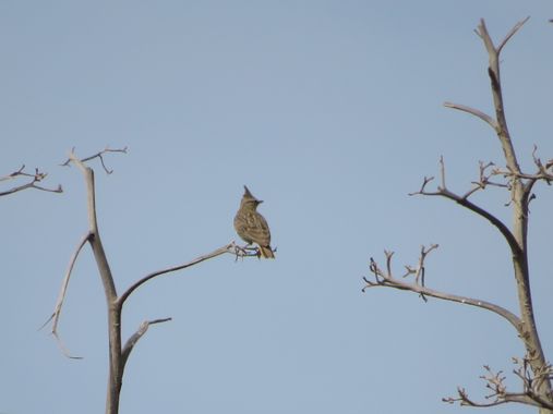 Solerantonio2 en Hamelin: Fauna  (Almería), Galerida theklae A.E.Brehm, 1857, Cogujada
