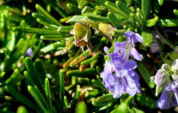 Jano en Hamelin: Flora  (Mataró), Rosmarinus officinalis