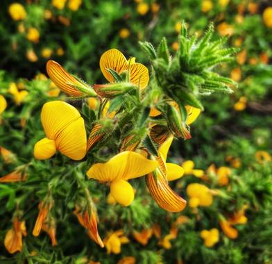 Naomi en Hamelin: Flora  (Barcelona), Ononis natrix, #florecillas#flora21 🌼