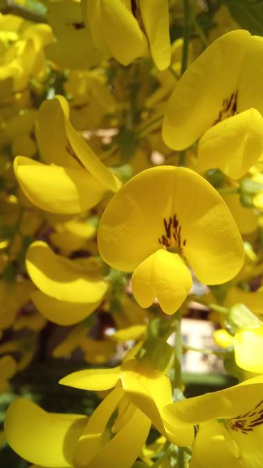 Corina en Hamelin: Flora  (Vitoria), #primaveracolorida