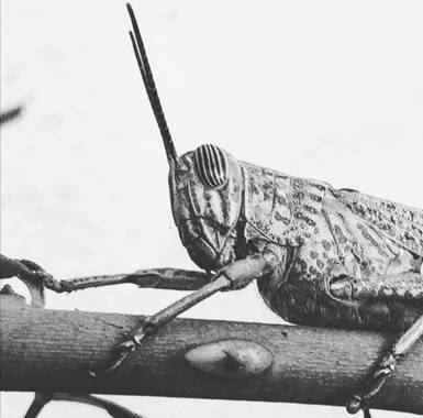 VickyOnTheRocks en Hamelin: Fauna  (Liria), #saltamontes #grasshoper #rosalsilvestre #delicia #larvasavispa #disfrutando #buenprobecho #insectos