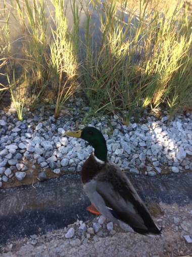 carogv1995 en Hamelin: Fauna  (Bullas), Anas platyrhynchos Linnaeus, 1758, #Pato #Pato #Pato 🦆